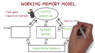 Working memory model shortterm memory  MinsEducation [upl. by Lorien]