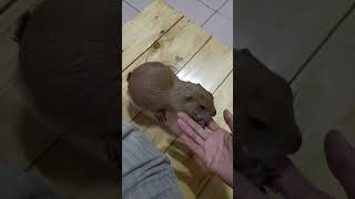 Prairie dog say i need your fingers 😂 [upl. by Lew667]