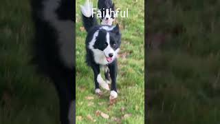 why BORDER COLLIES are the smartest dogs ever bordercollie sheepdog herdingdog [upl. by Ettesus]