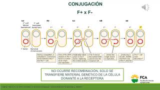 Recombinación en Bacterias Conjugación [upl. by Noivaz934]