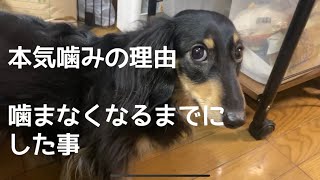 犬の本気噛みを治す方法。我が家の場合。毎日噛まれていた日々が驚くほどに変化した。 [upl. by Aborn]