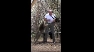 Baboon Attack in Kenya [upl. by Eissehc]