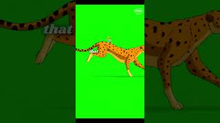 Unbelievable Speed Cheetahs in Action cheetah tiger speed wildanimal animal facts shorts [upl. by Keely]