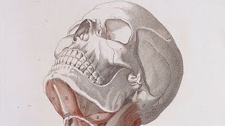 HeadampNeck Anatomy  Lec2  the skull  Dr muath alzoubi links in description 🔻 [upl. by Kalvn608]