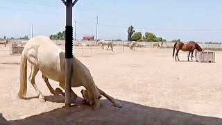 EJs scratching post  Easy Horse Care Rescue Centre [upl. by Sandye510]