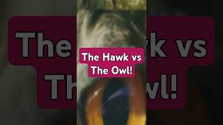 The Hawk vs The Owl hawk owl showdown facts [upl. by Natsirc]