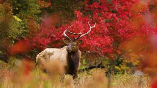 Cataloochee Valley Bull and Fire Maple  October 15 2023 [upl. by Llerdnad]