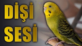 Muhabbet Kuşu Sesi Dişi muhabbet kuşu sesleri [upl. by Boccaj]