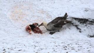 Southern Giant Petrel eating a penguin [upl. by Gwendolin]