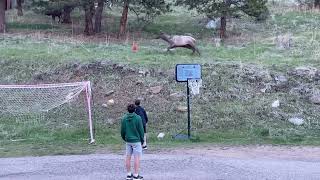 Pretty Incredible Elk Joins in on Family Soccer Game [upl. by Notgnilra267]