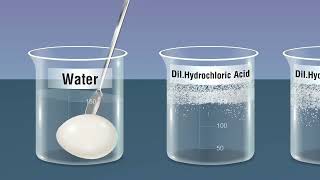 Study the Phenomenon of Osmosis [upl. by Noryd]