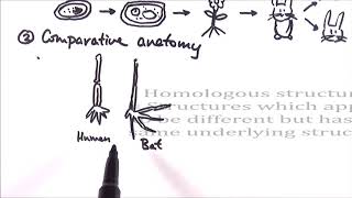 AS Biology  Evidence for evolution OCR A Chapter 104 [upl. by Anelle]