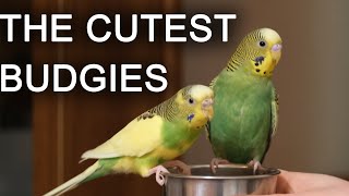 Green budgie Charlie eats grains from hand with his girlfriend Funny parrots Funny birds Parakeet [upl. by Novert]