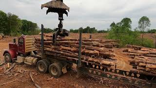 Forestry logging  harvesting trees in Alabama [upl. by Neumann]