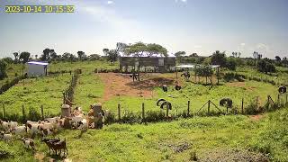 a sneak sneak of what happens in the morning  baraka Boer Goats Breeding Farm Uganda [upl. by Navetse]