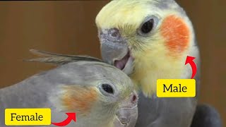 Cockatiel Gender Revealed Male or Female [upl. by Leen]