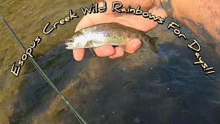 Esopus Creek Wild Rainbows For Days [upl. by Tova600]