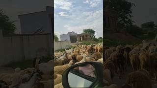 kurubaro navu kurubarooagriculture viral youtubeshorts youtube youtuber sheep goat shorts [upl. by Robbyn]