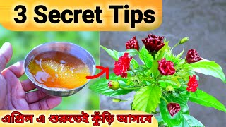 জবা গাছের 3 Secret Tips এপ্রিল এ শুরুতেই গাছ ভরে কুঁড়ি আসবে  জবা গাছের যত্ন ও খাবার এপ্রিল মাসে [upl. by Nanfa287]