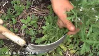 Vervain herb Verbena officinalis How to Harvest [upl. by Bresee]