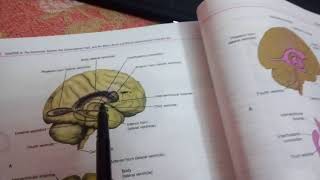 LATERAL VENTRICLE OF BRAINpart 2horns of ventricle [upl. by Ennovi]