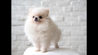 Pomeranian Dog Hair Cut  Pomeranian Dog Groom  Pomeranian Dog Grooming Tutorial  Dog Lover [upl. by Purse653]