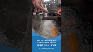 IKAN MAS LOKAL BABON DI KASIH PAKAN KERANG [upl. by Inahteb399]