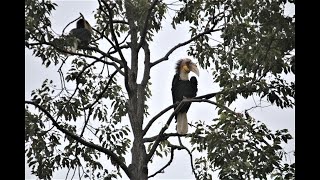 WREATHED HORN BILLS amp FLYING FOX HABITAT [upl. by Alikat]