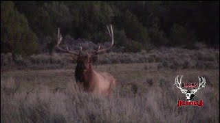 Gilberts 2020 Jicarilla Archery Bull Elk [upl. by Sidky688]