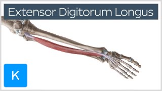 Extensor Digitorum Longus Muscle  Origins amp Function  Human Anatomy  Kenhub [upl. by Neeluj]