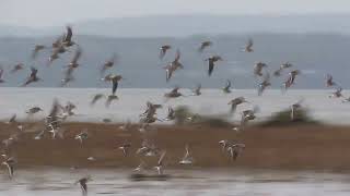 A leucistic dunlin in small flock Nov 14 2024 Hayton Fir Island Washington [upl. by Brunhilde381]