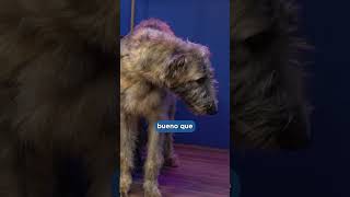 Lobero Irlandés el perro más grande losrecomendadogs irishwolfhound doglovers mascotas [upl. by Akino]