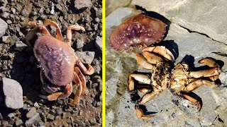 Dungeness Crab Catch and Cook on Shore over FIRE [upl. by Eidnew]