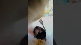 Cats GoPro Footage Reveals His Secret Life  The Dodo [upl. by Jerrie302]