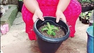 How to Plant Seedlings of Bromeliaceae in a Simple and Easy Pot [upl. by Laehcym778]