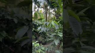 Coffee Areca plantation at Chikkamangalore [upl. by Wilton]