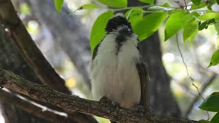 Bluefaced Honeyeater Immature Hervey Bay Qld [upl. by Justinn]