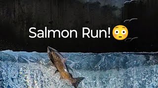 Salmon Run at Bowmanville salmonrun nature fishing shortlive [upl. by Torhert]