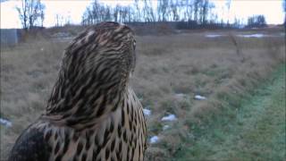 ROSE TRAILER FINNISH GOSHAWK 1080p [upl. by Cuttie]