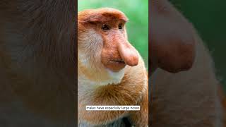 The untold story behind the proboscis monkeys extraordinary features [upl. by Attesoj]