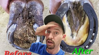 Restoring a neglected horse hoof SO MUCH TO TAKE OFF  SATISFYING  ASMR [upl. by Bernj649]