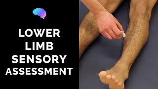 Sensory Assessment of the Lower Limbs  OSCE Guide Clip  UKMLA  CPSA [upl. by Oibesue768]