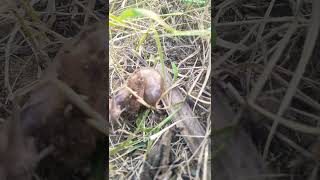 snail 🐌shortsvideo [upl. by Aettam873]