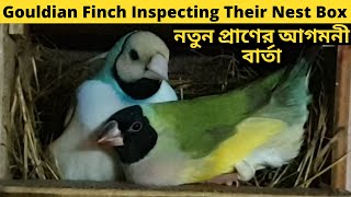 How To Gouldian Finch Inspecting Their Nest Box  Breeding Season Started  নতুন প্রাণের আগমনীবার্তা [upl. by Cruce]