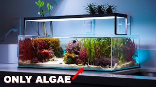 REEF TANK TOURS  quotmacroalgae aquariumquot  PRIVATE SHOWROOM  3 x Nano saltwater tanks [upl. by Gally]