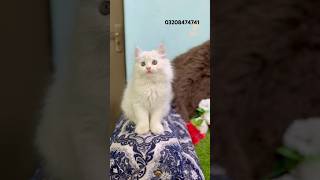 White Persian Kitten For Sale in PakistanCat babyCute catCatampkitten Market cat kitten reels [upl. by Ettesil]