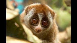 Loris Slow Loris Compilation [upl. by Clarice]