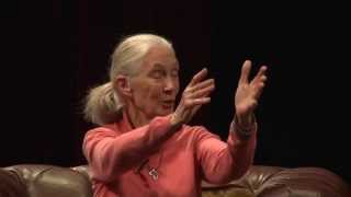 Live Stream Dr Jane Goodall amp Dr Richard Wrangham  Great Apes Summit [upl. by Tye]