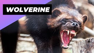 Wolverine 🐻 The LittleKnown Beast Of The North [upl. by Medorra]