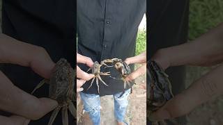 Great fight Short Crab pets cat viralvideo viralshorts foryou follow dog [upl. by Elihu807]